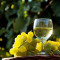 Vin Feteasca Regala ( alb) natural