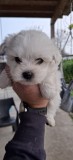 V&acirc;nd pui Bichon. Varsta 7 săptăm&acirc;ni. Puiutii se afla in Constanta. 800 Lei