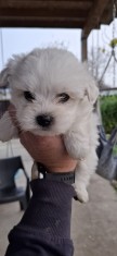 V&acirc;nd pui Bichon. Varsta 7 săptăm&acirc;ni. Puiutii se afla in Constanta. 800 Lei