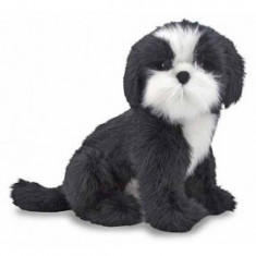 Catel Shih Tzu din plus foto