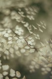 Tablou Canvas, "Dance ethereal al frunzelor delicate", Fragilitate, Eleganță, Finete, Natură, Delicatețe, Subtilitate, Bl&acirc;ndețe, Simetrie, Frumusețe,