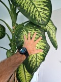 Planta de camera tropicala 240cm (Dieffenbachia)