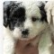 Bichon havanez