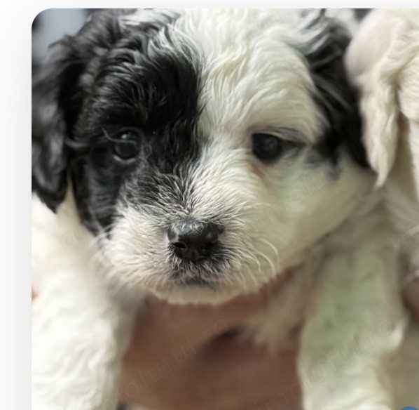 Bichon havanez