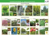 Gimnosperme și angiosperme - Planșă educativă - Florica Alexandrescu