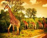 Cumpara ieftin Fototapet autocolant Girafe in savana, 350 x 200 cm