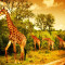 Fototapet de perete autoadeziv si lavabil Girafe in savana, 200 x 150 cm