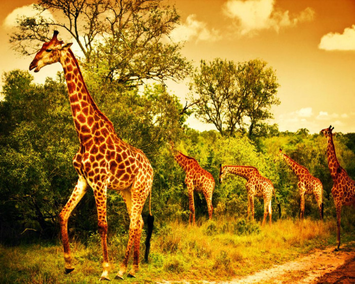 Fototapet de perete autoadeziv si lavabil Girafe in savana, 250 x 150 cm