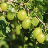 Cumpara ieftin Agris port inalt (pomisor) Alb
