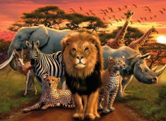 Puzzle Ravensburger 500 African splendor--- foto