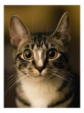 Tablou Canvas, "Pisica surprinsă &icirc;n lumina serii", Pisică, Tigrat, Urechi, Mustăți, Ochi, Privește, Blană, Vibrise, Feline, Portret, 26 x 39 cm, CMCLA