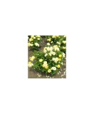 Trandafir pitic, Rosa Yellow Fairy C2, Oem