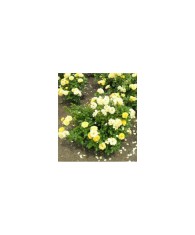 Trandafir pitic, Rosa Yellow Fairy C2