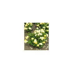Trandafir pitic, Rosa Yellow Fairy C2