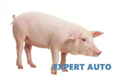 Porc de craciun UNIVERSAL Universal foto