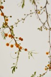 Tablou Canvas, "Crenguțe delicate cu flori galbene", Flori, Galbene, Ramuri, Delicate, Frunze, Aeriene, Minimalist, Natural, Echilibru, Simplitate, 26