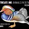 Intricate Ink: Animals in Detail Volume 2: A Coloring Book by Tim Jeffs
