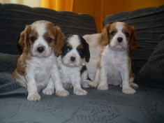 Catelusi cavalier king charles bucuresti iasi brasov constanta foto