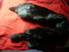 Guler din blana fata si verso, neagra zibelina (samur) ,L=70 cm cap-coada l=10cm