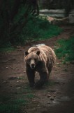 Tablou Canvas, "Ursul &icirc;n tainicul luminiș pădurean", Bear, Forest, Path, Nature, Majestic, Wild, Powerful, Calm, 26 x 39 cm, CMCLASS