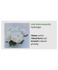 Blo.Hortensia NHS White Butterfly 28, Oem