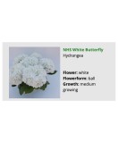 Blo.Hortensia NHS White Butterfly 28