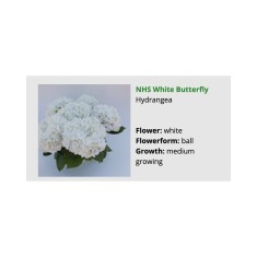 Blo.Hortensia NHS White Butterfly 28