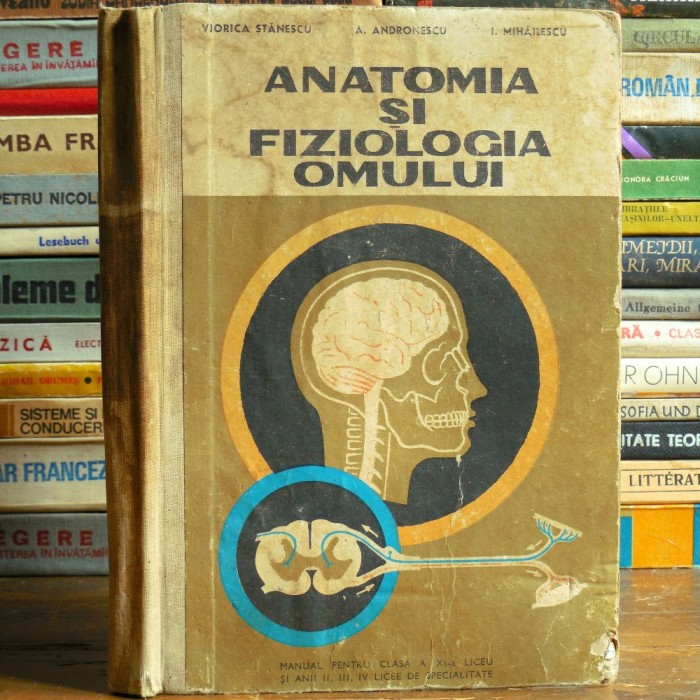 Anatomia și Fiziologia Omului - Viorica Stănescu, Andronescu - Manual Biologie, Clasa a XI-a