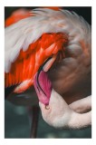 Tablou Canvas cu Flamingo, , Roz, 26 x 39 cm, CMCLASS