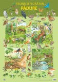 Plansa - Fauna si flora din padure | Nelson Verlag