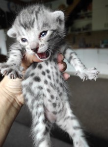 Pui bengal cu pedigree  Okazii.ro