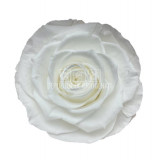 Trandafiri Criogenati BELLA WHI-01 (&Oslash;7,5-8cm, set 4 buc /cutie)