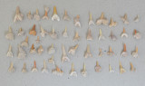 Lot 50 de dinti de rechin Miocen Maroc