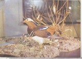 bnk cp Tulcea - Muzeul Delta Dunarii - Rata mandarin - necirculata