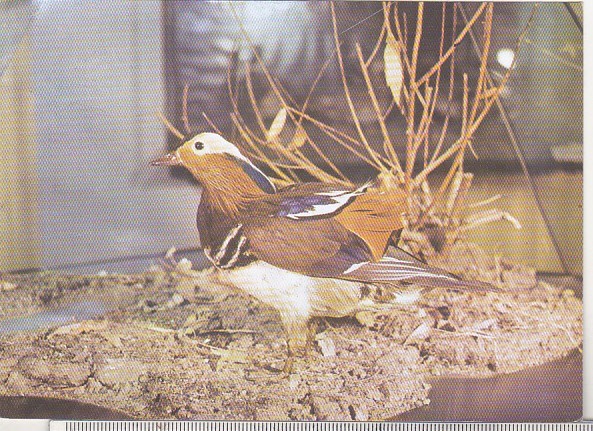 bnk cp Tulcea - Muzeul Delta Dunarii - Rata mandarin - necirculata