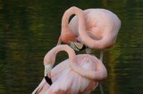 Tablou Canvas, "Dansul grațios al flamingilor roz", Flamingo, Roz, Grație, Fluiditate, Armonie, Reflecție, Eleganță, Tranquilitate., 39 x 26 cm, CMCLA