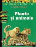 Plante si animale |