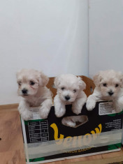 Pui bichon de vanzare! foto