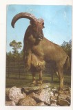 RF188 - Carte Postala - Gradina Zoologica Bucuresti. Berbec cu coama, circulata