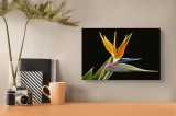 Tablou Canvas, "Pasărea paradisului &icirc;n floare vibrantă", Pasăre, Paradis, Exotică, Vibrantă, Colorată, Unică, Grațioasă, Elegantă, Delicată, Spectacul