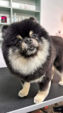 Pomeranian deosebit pentru monta 🐾🐕💙, Royal Canin