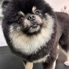 Pomeranian deosebit pentru monta 🐾🐕💙