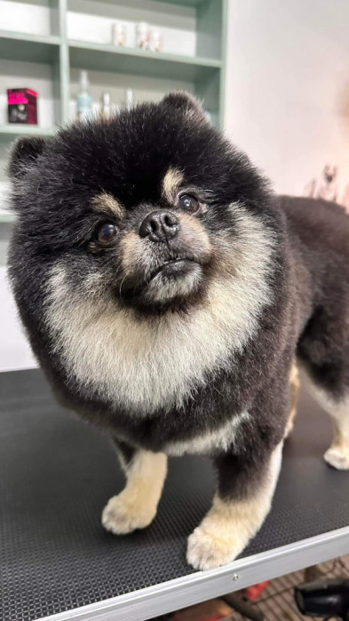 Pomeranian deosebit pentru monta 🐾🐕💙