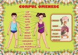 Planșă - Corpul omenesc - Hardcover - Ars Libri
