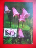 HOPCT MAXIMA ROMANIA NR 1289 DEGETARUT / SOLDANELLA PUSILLA BAUMG - FLORI/ - -FLORA