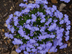 Seminte Lobelia, albastru foto