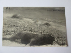 Rara! Cadrilater/Balcic(Caliacra)-Foca esuata pe plaja,carte postala foto 1927 foto