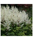 Astilbe &#039;Rock and Roll&#039; &ndash; Steluțe de toamnă alb-crem, plantă la ghiveci 10 cm
