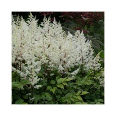 Astilbe &#039;Rock and Roll&#039; &ndash; Steluțe de toamnă alb-crem, plantă la ghiveci 10 cm