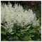 Astilbe &#039;Rock and Roll&#039; &ndash; Steluțe de toamnă alb-crem, plantă la ghiveci 10 cm